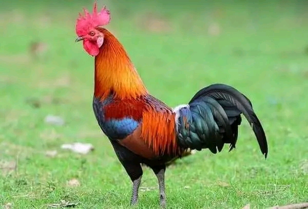 1680632447798 1680632447798