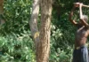 ACReSAL ta bukaci mazauna Kano da su daina sare bishiyu domin kare muhalli Tree cutting in Nigeria 750x430