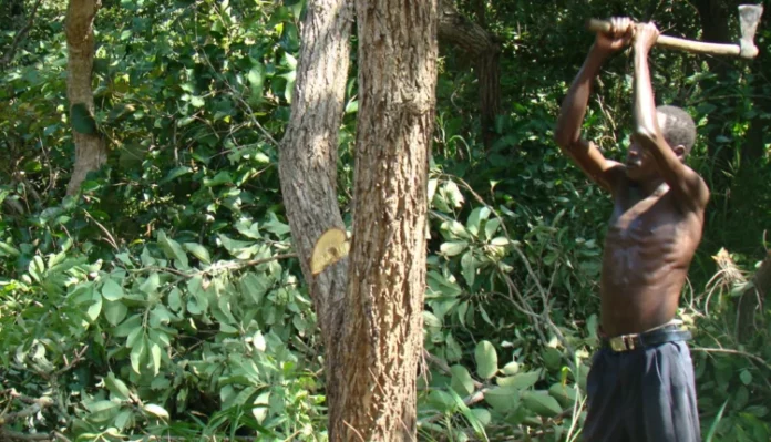 Tree cutting in Nigeria 750x430