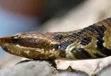 Gombe: Mutane 54 sun mutu sakamakon cizon maciji a 2025 – jami’i Snake