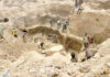 Masu haƙar ma’adinai sun yi fatali da shirin haramta ayyukan haƙar ma’adinai mining site in birnin gwari 625x430
