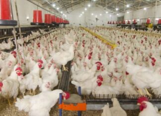 Saudi Arabia ta haramta shiga da kaji da ƙwai daga Nijeriya, Afirka ta Kudu da wasu ƙasashe 38 poultry border