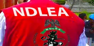 NDLEA ta kai samame maboyun da ake sayar da miyagun kwayoyi, ta kama mutum 52 da ake zargi a Kano NDLEA 1 (1)