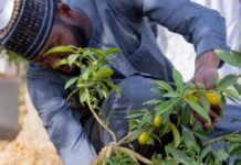 Gwamnatin Kano ta duba wuraren renon tsiro, a shirin da take na shuka bishiyoyi miliyan 10 a 2026 WhatsApp Image 2026 04 28 at 07.57.06 750x430