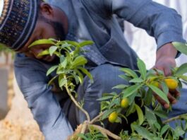 Gwamnatin Kano ta duba wuraren renon tsiro, a shirin da take na shuka bishiyoyi miliyan 10 a 2026 WhatsApp Image 2026 04 28 at 07.57.06 750x430