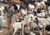 Yadda karancin ciniki ya shafi kasuwar dabbobi ta Kano gabanin Idin Babbar Sallah IMG 20260519 WA0051 750x430