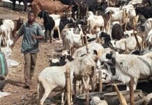 Yadda karancin ciniki ya shafi kasuwar dabbobi ta Kano gabanin Idin Babbar Sallah IMG 20260519 WA0051 750x430