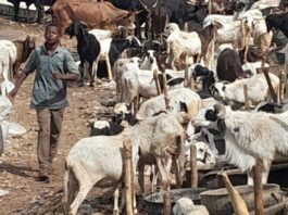 Yadda karancin ciniki ya shafi kasuwar dabbobi ta Kano gabanin Idin Babbar Sallah IMG 20260519 WA0051 750x430