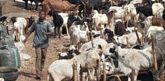 Yadda karancin ciniki ya shafi kasuwar dabbobi ta Kano gabanin Idin Babbar Sallah IMG 20260519 WA0051 750x430