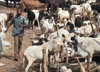 Yadda karancin ciniki ya shafi kasuwar dabbobi ta Kano gabanin Idin Babbar Sallah IMG 20260519 WA0051 750x430