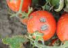 Majalisar Kano ta bukaci a dauki mataki cikin gaggawa kan barkewar cutar Tumatur tomato diseases 750x430