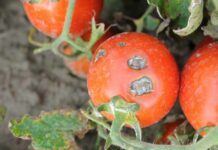 Majalisar Kano ta bukaci a dauki mataki cikin gaggawa kan barkewar cutar Tumatur tomato diseases 750x430