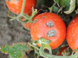 Majalisar Kano ta bukaci a dauki mataki cikin gaggawa kan barkewar cutar Tumatur tomato diseases 750x430