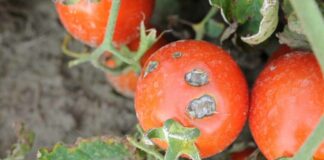 Majalisar Kano ta bukaci a dauki mataki cikin gaggawa kan barkewar cutar Tumatur tomato diseases 750x430