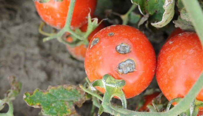 tomato-diseases-750x430 tomato diseases 750x430