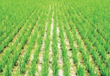 Manoman Kano sun koka kan tsadar taki, sun roki gwamnati ta taimaka A rice farm 750x410