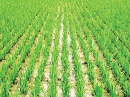 Manoman Kano sun koka kan tsadar taki, sun roki gwamnati ta taimaka A rice farm 750x410