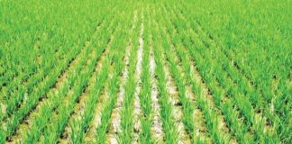 Manoman Kano sun koka kan tsadar taki, sun roki gwamnati ta taimaka A rice farm 750x410