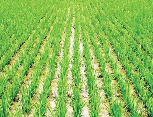 Manoman Kano sun koka kan tsadar taki, sun roki gwamnati ta taimaka A rice farm 750x410