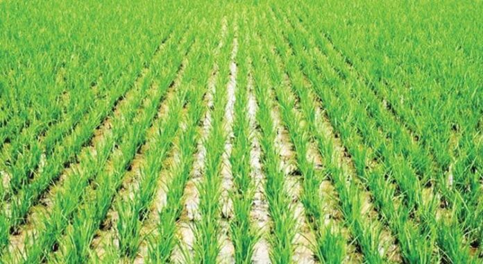 A-rice-farm-750x410 A rice farm 750x410